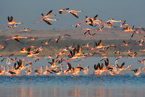 A large group of lesser flamingos at dawn in flight over Lake Elementatia with beautiful light - Kenya