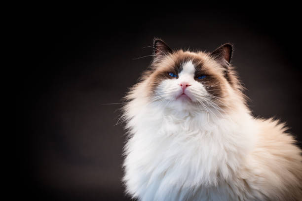 istock Beautiful young healthy Ragdoll cat on a black background. 1856956501