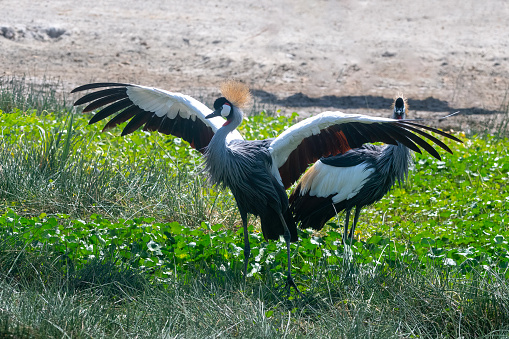 National Bird of Uganda, grey crowned crane in the Paris zoologic park, formerly known as the Bois de Vincennes, 12th arrondissement of Paris, which covers an area of 14.5 hectares