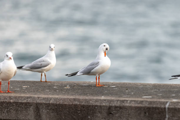 istock Seagulls are standing over by the sea. 1856956639