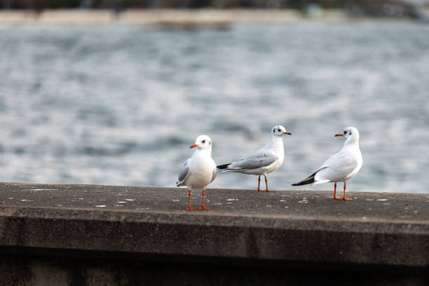 istock Seagulls are standing over by the sea. 1856956654