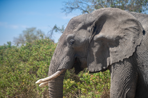 Asian Elephant with large tusks looking directly at the camera. The Asian or Asiatic elephant (Elephas maximus) has been listed as endangered as the population has declined by at least 50% over the last three generations.