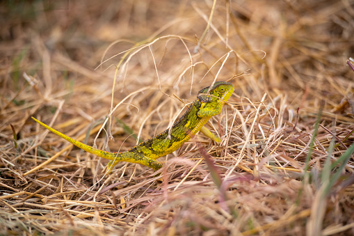 Colorful flap-necked chameleon in the Serengeti plains - Tanzania