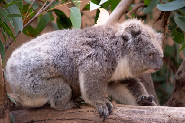 istock this is a side view of a koala 1856963727