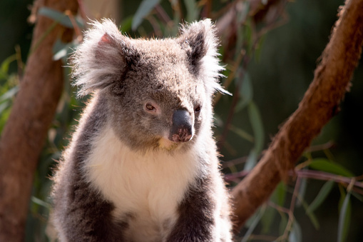 Koala (Phascolarctos cinereus)