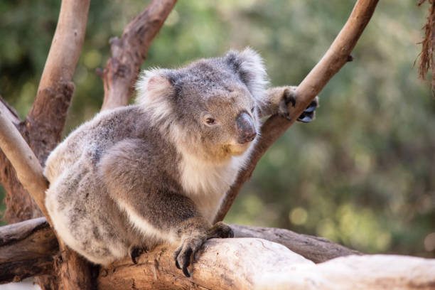 istock the koala is walking on a branch 1856964247