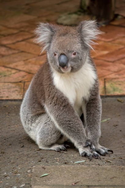 istock the koala is sitting on the ground 1856966390