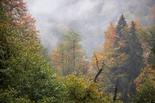 istock Autumn Colors in Nature 1856967486