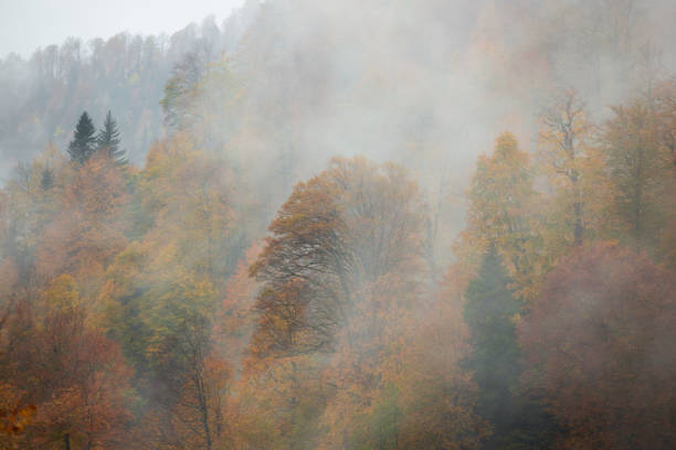 Autumn Colors in Nature