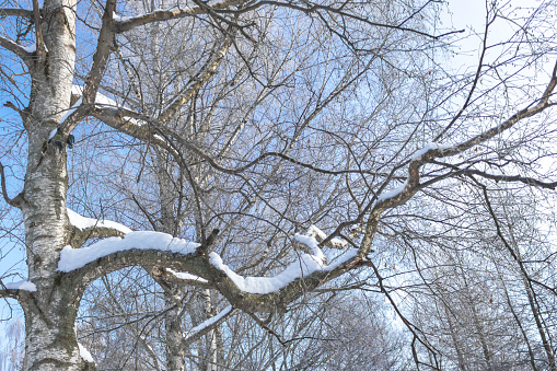 Birch tree under Snow against blue sky.