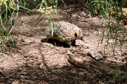 the short nosed has strong-clawed feet and spines on the upper part of a brownish body. The snout is narrow and the mouth is small, with a tongue that is long and sticky for feeding on termites and ants, their chief food.