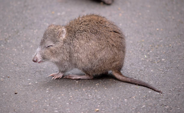 이것은 포토루의 측면보기입니다 - potoroo 뉴스 사진 이미지