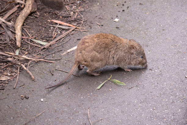 c’est une vue latérale d’un potoroo à long nez - long nosed potoroo photos et images de collection