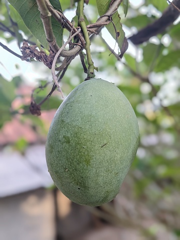 Mango fruit hanging on the tree