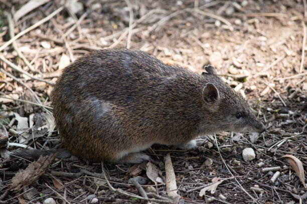 istock side view of a bandicoot 1857003480