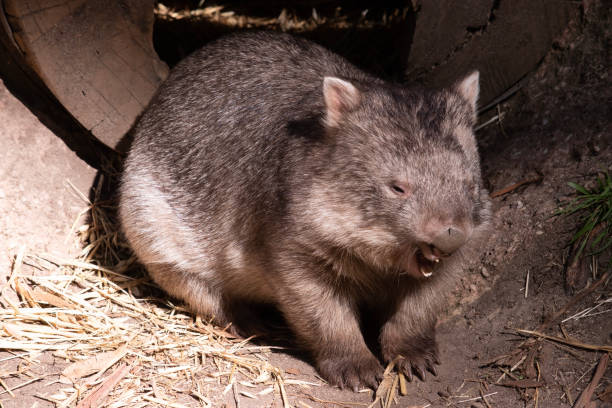 istock the common wombat is walking on hay 1857004523