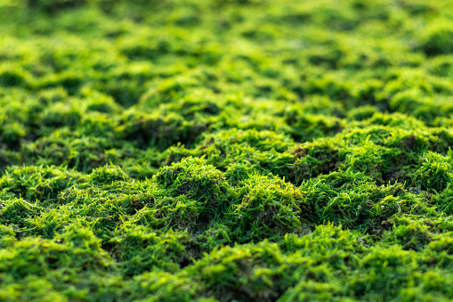 Moss - green moss on coral reefs