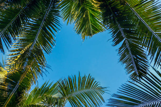istock Coconut Tree leaves with clear blue sky as copy space background. low angle view 1857039828