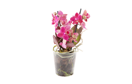 Blooming pink Phalaenopsis orchid in a flower pot. White background, frontal view.