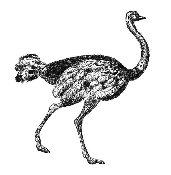istock Ostrich (Struthio camelus) - Vintage engraved illustration isolated on white background 1857058888