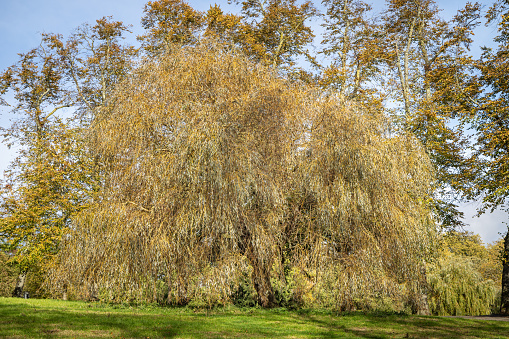 weeping willow lakefront of Mantua, Italy