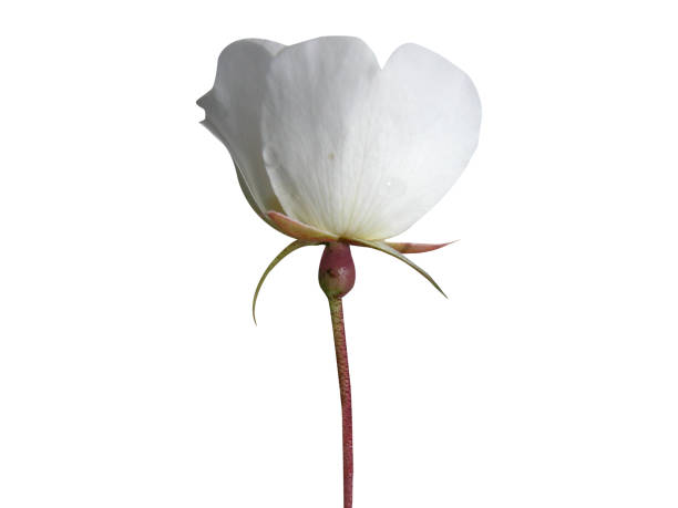 white rose in garden