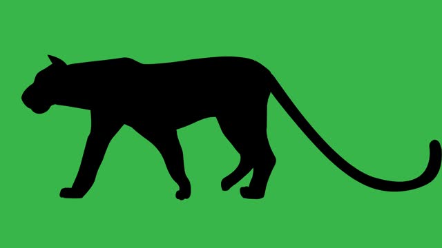 Walking Tiger, 4K animation on the green background (Chroma key).