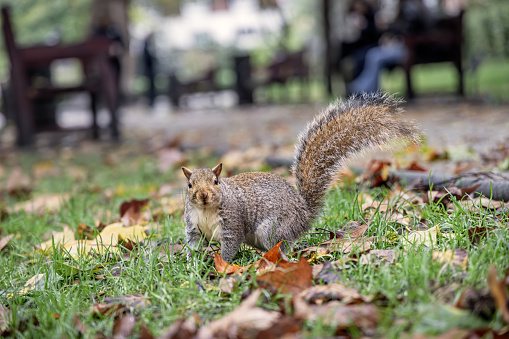 A selective focus of the cute, furry squirrel (Sciuridae) on the tree branch with green and yellow leaves in the daytime