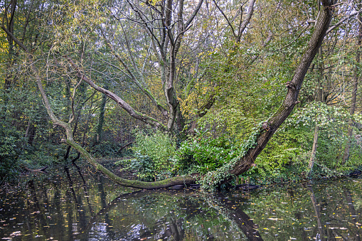 Deciduous trees beside a lake in a small natural public park in a suburb to the British capital London