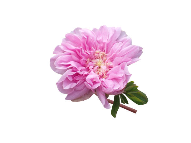 istock Rosa majalis, cinnamon rose or double cinnamon rose 1857087400