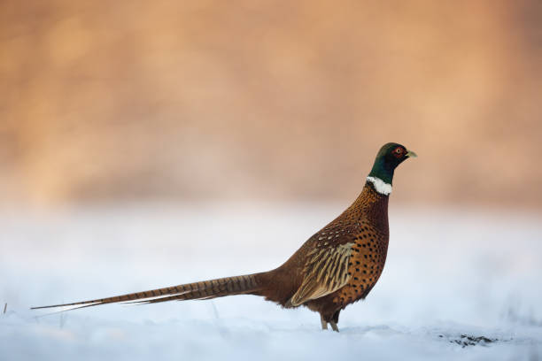 istock Bird - Common pheasant Phasianus colchius Ring-necked pheasant, winter time wildlife Poland Europe 1857087762