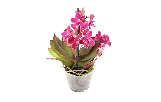 Blooming pink Phalaenopsis orchid in a flower pot. White background, frontal view.