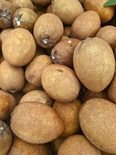 istock Sapodilla fruit is brown in color and has a sweet taste 1857092673