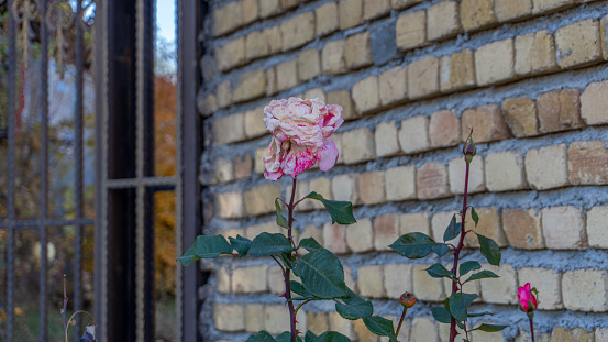 A vertical shot of pink roses on a brick wall
