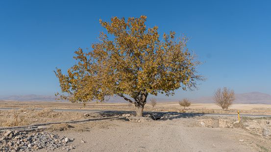 The loneliness of the tree in the desert without water and grass