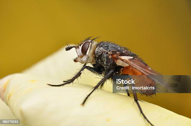 Foto de Voe Foto Macro e mais fotos de stock de Acima - Acima, Amarelo, Animal