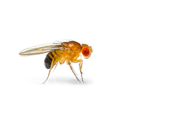 Fruit fly stock photo