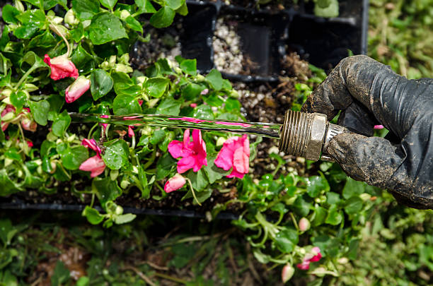istock watering plants in garden 185711332