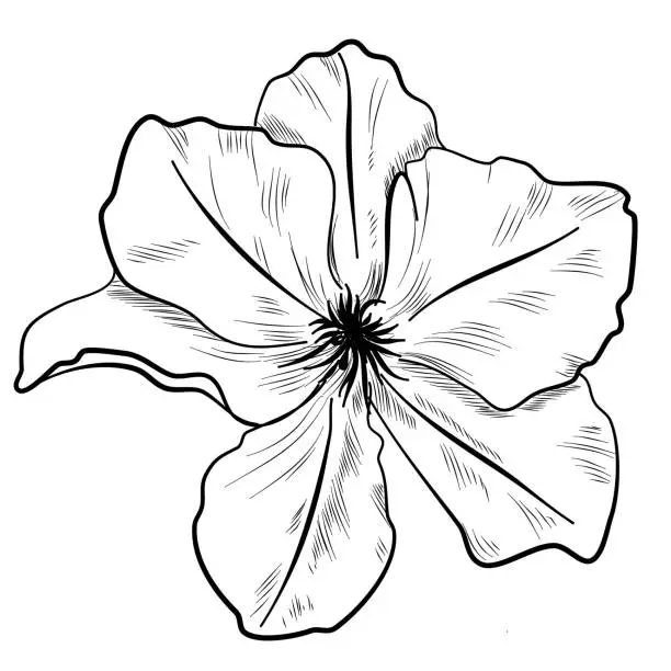 Vector illustration of a sketch of clematis, a vector illustration of a flower