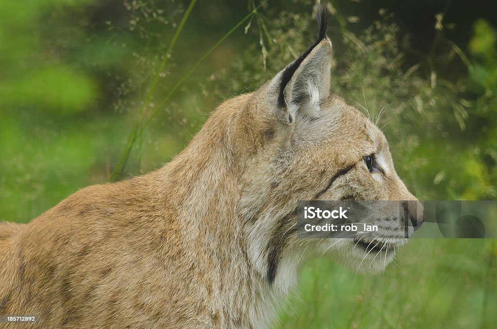 Lynx Lynx in summertime looking at something in the woods Animal Stock Photo