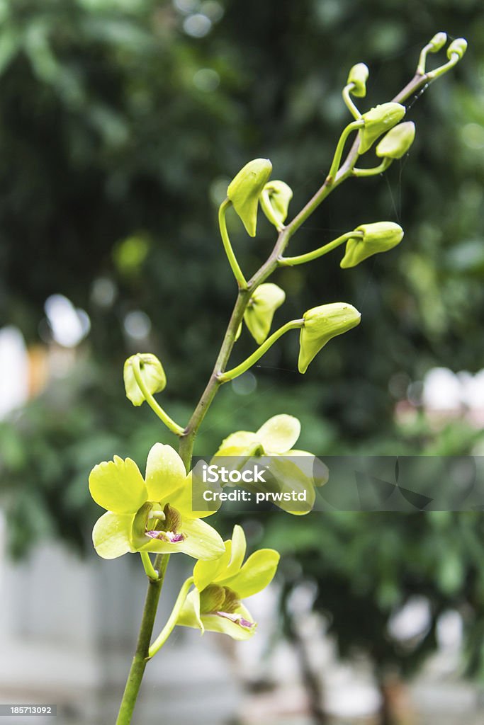 Orchidee giallo - Foto stock royalty-free di Ambientazione esterna