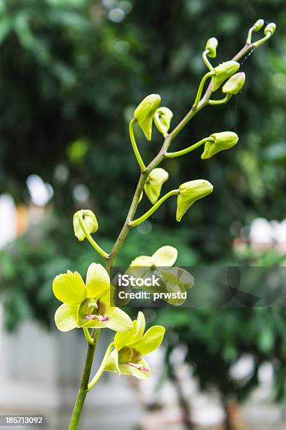 Orchidee Giallo - Fotografie stock e altre immagini di Ambientazione esterna - Ambientazione esterna, Bagnato, Bellezza naturale