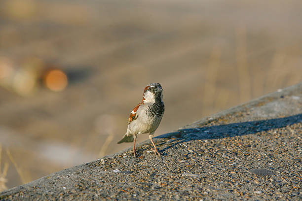 istock Sparrow House standing on a concrete 185713208