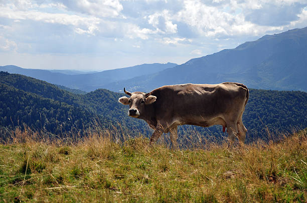 Wild cow in mountains stock photo