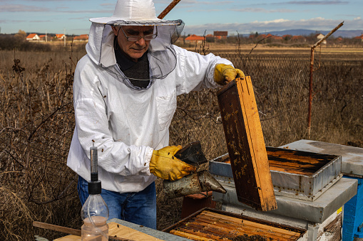 A beekeeper in an apiary, varroa treatment of bees