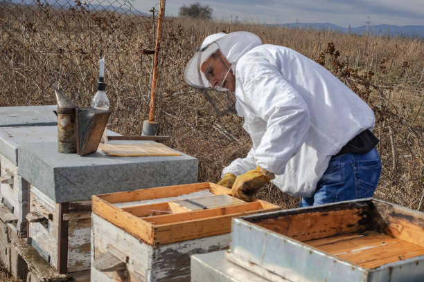 pszczelarz w pasiece, leczenie pszczół warrozą - colony collapse disorder zdjęcia i obrazy z banku zdjęć