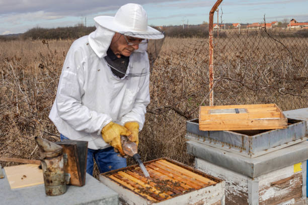 양봉장의 양봉가, 꿀벌의 varroa 치료 - colony collapse disorder 뉴스 사진 이미지