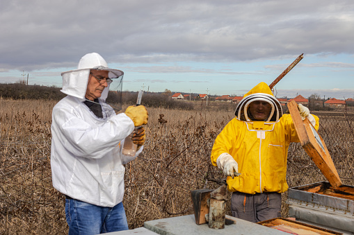 A beekeeper in an apiary, varroa treatment of bees