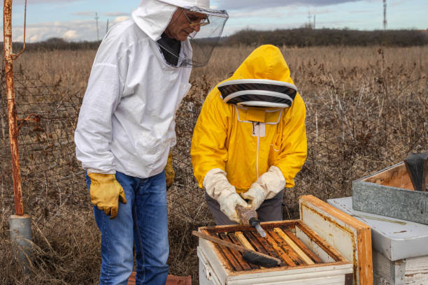 istock A beekeeper in an apiary, varroa treatment of bees 1857145442