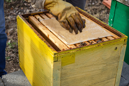 A beekeeper works in an apiary